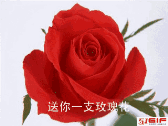 送你一支玫瑰花